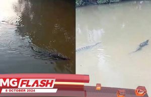 Kehadiran Buaya Risaukan Penduduk #MGFlash