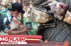Pasang Kamera Untuk Kesan Harimau Kumbang #MGFlash