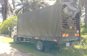 PGA rampas 13 lembu disyaki diseludup dari Thailand
