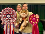 Baby rangkul juara dunia kucing