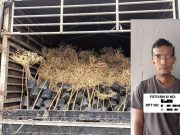 Penghantar tumbuhan ditahan seludup lebih 1,000 anak pokok dari negara jiran
