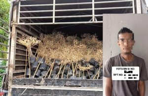 Penghantar tumbuhan ditahan seludup lebih 1,000 anak pokok dari negara jiran