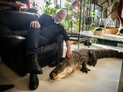 Frenchman who sleeps with alligators seeks refuge for venomous menagerie
