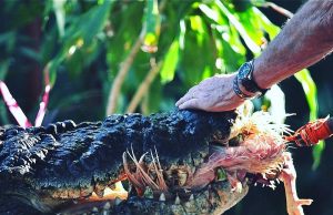 Cassius, buaya terbesar dunia mati