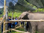 Johor wujudkan 21 lokasi bank makanan untuk gajah liar