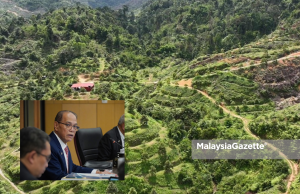Pekebun durian haram ceroboh 1,000 ekar tanah di Bentong