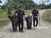 Santuari Gajah Borneo menjadi tempat Agatis, Amuak yang cedera berlindung