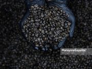 Harga kopi cecah paras tertinggi di pasaran global Biji kopi yang selesai dipanggang ketika tinjauan MG Perak di Ngopdul Coffee and Roastery, Kawasan Perindustrian Paloh, Ipoh. Foto ABDULLAH YUSOF, 21 OGOS 2024.