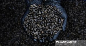 Biji kopi yang selesai dipanggang ketika tinjauan MG Perak di Ngopdul Coffee and Roastery, Kawasan Perindustrian Paloh, Ipoh. Foto ABDULLAH YUSOF, 21 OGOS 2024.