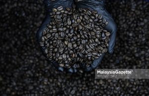 Biji kopi yang selesai dipanggang ketika tinjauan MG Perak di Ngopdul Coffee and Roastery, Kawasan Perindustrian Paloh, Ipoh. Foto ABDULLAH YUSOF, 21 OGOS 2024.