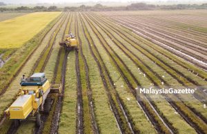 Pastikan insentif RM2.62 bilion sampai kepada pesawah Sawah padi pada musim menuai ketika tinjauan sempena belanjawan 2025 sektor pertanian di Kampung Tanjung Kapur, Jitra, Kedah. Foto MALAYSIA GAZETTE. pertanian