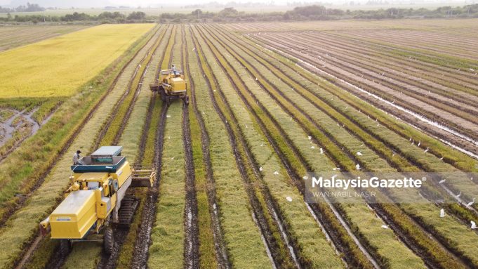 Sawah padi pada musim menuai ketika tinjauan sempena belanjawan 2025 sektor pertanian di Kampung Tanjung Kapur, Jitra, Kedah. Foto MALAYSIA GAZETTE. pertanian