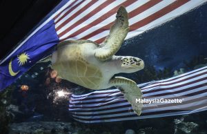 DOF siasat aduan pengabaian penyu di sebuah resort