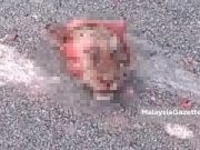Perhilitan buru pencuri bangkai harimau dilanggar lori