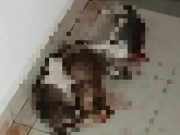 Polis siasat tiga ekor kucing mati dengan berlumuran darah