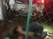 Bayi cedera, bapa elak babi melintas