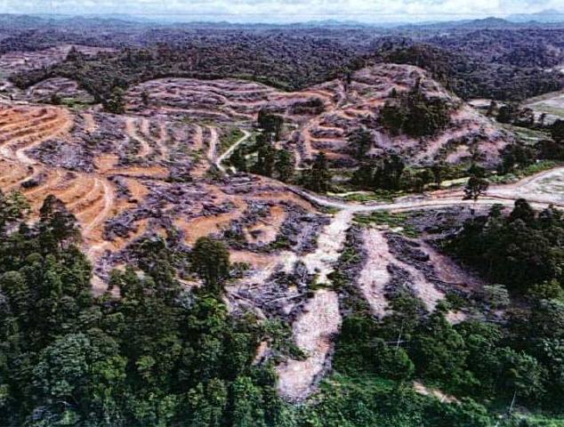 hutan sungai lembing