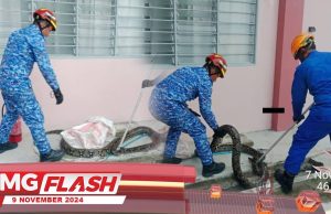 Ular Sawa Batik Dalam Longkang Sekolah #MGFlash