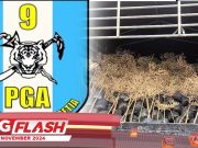 Seludup 1000 Spesis Tumbuhan Dari Thailand #MGFlash