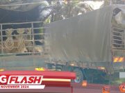 Cuba Seludup 13 Lembu Dari Thailand #MGFlash