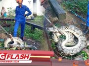 Ular Sawa Enam Meter Telan Beruk #MGFlash