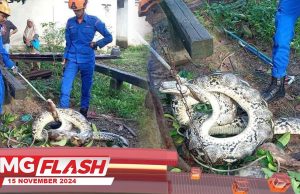 Ular Sawa Enam Meter Telan Beruk #MGFlash