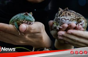 MGNews: Keunikan Katak ‘Pacman’ Jadi Tarikan Peminat Haiwan Eksotik