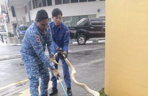 Ular sawa albino sepanjang 4.3 meter ‘sesat’ di Jalan Macalister