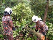 Warga emas maut dihempap pokok manggis