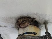 Bomba selamatkan anak kucing terperangkap di paip air jambatan