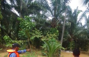Jumlah mangsa banjir Johor berkurangan kepada 528