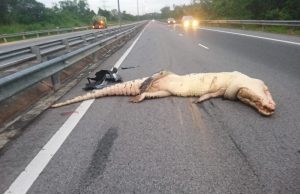 Buaya cuba lintas lebuh raya kena langgar