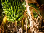 Potensi kajian bioteknologi jamin industri pisang negara
