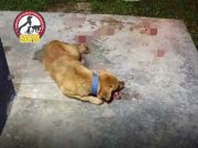 SAFM tuntut keadilan kes anjing mati kena panah di Ladang Malaya