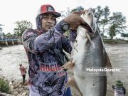 Sisi Lain Bencana Banjir, Ikan Patin Pembawa Rezeki