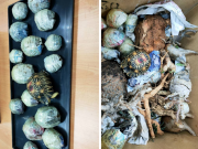 Cubaan seludup kura-kura Radiated Tortoise gagal