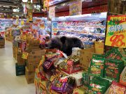 Beruang serang pekerja pasar raya dibunuh