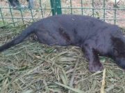 Harimau kumbang di Kampung Gua masuk perangkap