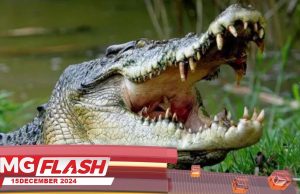 Disambar Buaya Ketika Lalui Titi Kayu #MGFlash