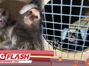 Sindiket Seludup 48 Ekor Marmoset Tumpas #MGFlash