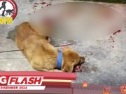 Anjing Mati Dipanah #MGFlash