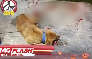 Anjing Mati Dipanah #MGFlash