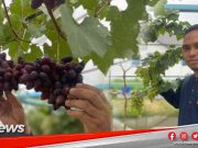 MGNews: Anggur Bawa Rezeki