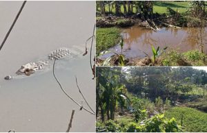 Suri rumah tergamam buaya muncul di parit