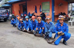 APM Besut tangkap lebih 400 ekor ular sepanjang musim MTL