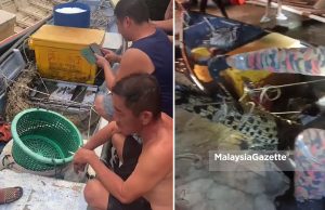 Bomba tangkap buaya tersangkut jaring ikan di Pulau Ketam