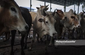 Penunggang motosikal maut langgar lembu berkeliaran