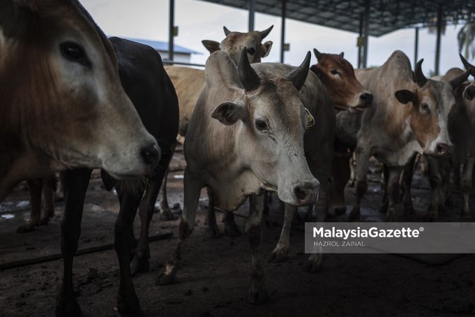 MGF07072022_PERSIAPAN LEMBU15