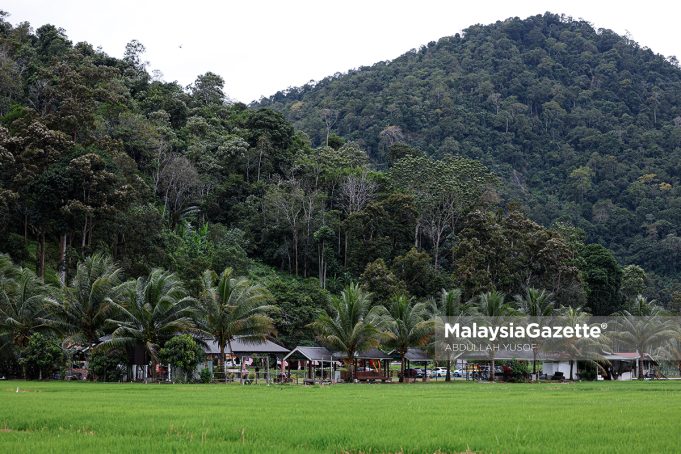 Pemandangan yang indah sekitar Homestay Labu Kubong Kuala Kangsar. Foto ABDULLAH YUSOF, 20 JANUARI 2025.