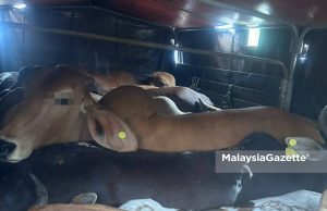 13 lembu diseludup masuk dari Thailand dirampas